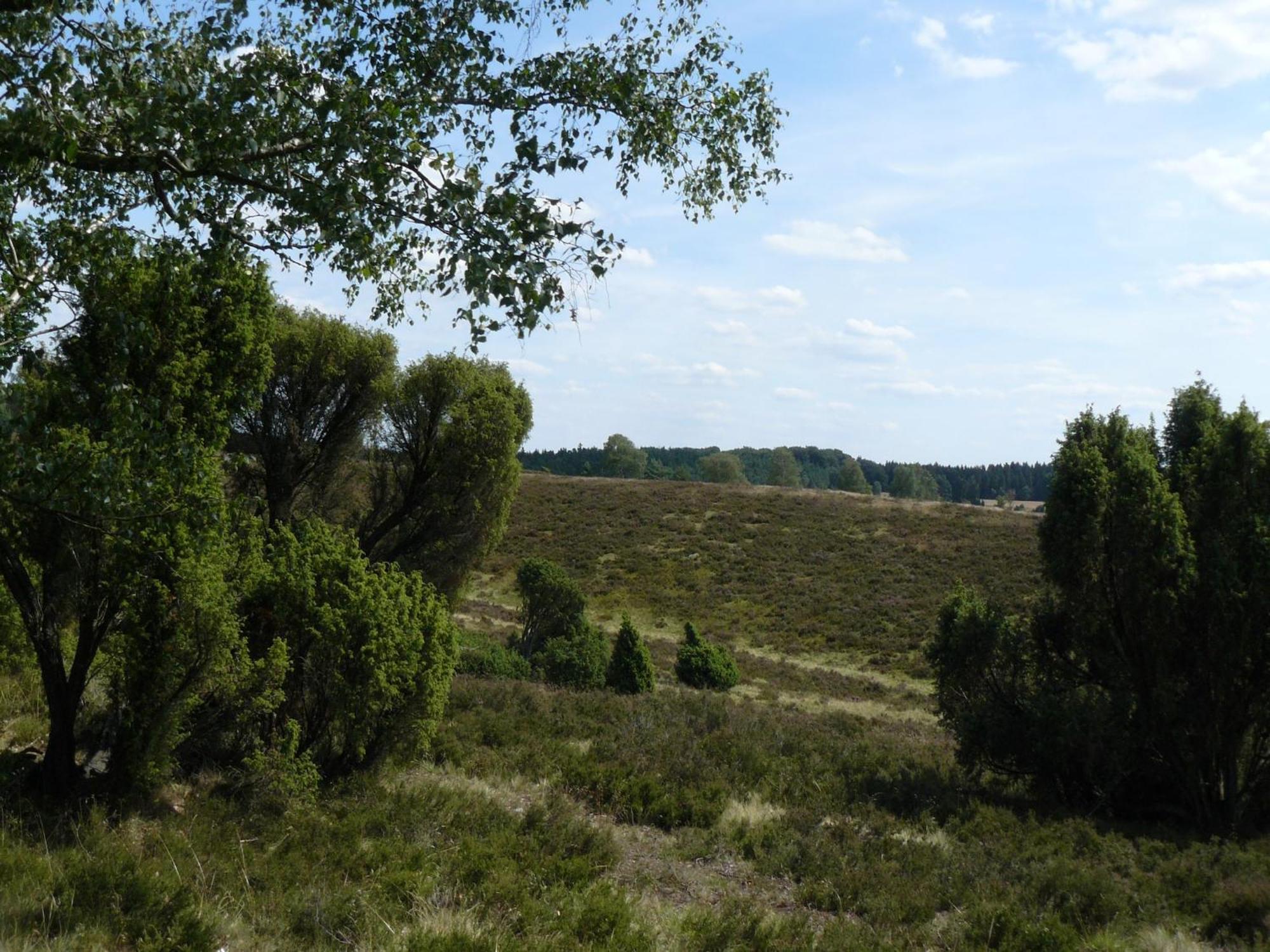 Holiday Home In Wietzendorf In The L Neburg Heath With A View Of The Countryside Exterior foto